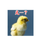 激しく動く！うざいヒヨコ！（個別スタンプ：17）