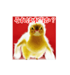 激しく動く！うざいヒヨコ！（個別スタンプ：18）