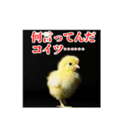 激しく動く！うざいヒヨコ！（個別スタンプ：19）