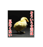 激しく動く！うざいヒヨコ！（個別スタンプ：20）