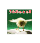 激しく動く！うざいヒヨコ！（個別スタンプ：23）