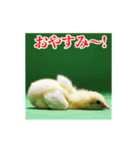 激しく動く！うざいヒヨコ！（個別スタンプ：24）