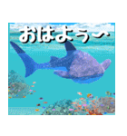 ジンベイザメ大好き！沖縄行きたい！（個別スタンプ：1）