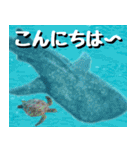 ジンベイザメ大好き！沖縄行きたい！（個別スタンプ：2）