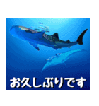 ジンベイザメ大好き！沖縄行きたい！（個別スタンプ：5）