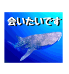 ジンベイザメ大好き！沖縄行きたい！（個別スタンプ：6）