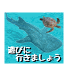 ジンベイザメ大好き！沖縄行きたい！（個別スタンプ：7）