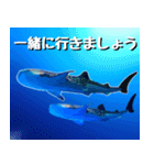 ジンベイザメ大好き！沖縄行きたい！（個別スタンプ：8）