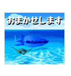 ジンベイザメ大好き！沖縄行きたい！（個別スタンプ：11）