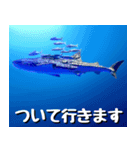 ジンベイザメ大好き！沖縄行きたい！（個別スタンプ：12）