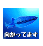 ジンベイザメ大好き！沖縄行きたい！（個別スタンプ：13）