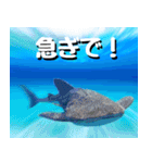 ジンベイザメ大好き！沖縄行きたい！（個別スタンプ：14）