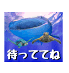 ジンベイザメ大好き！沖縄行きたい！（個別スタンプ：15）