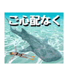 ジンベイザメ大好き！沖縄行きたい！（個別スタンプ：16）