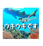 ジンベイザメ大好き！沖縄行きたい！（個別スタンプ：18）