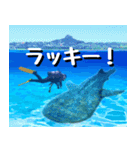 ジンベイザメ大好き！沖縄行きたい！（個別スタンプ：21）