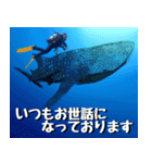 ジンベイザメ大好き！沖縄行きたい！（個別スタンプ：26）