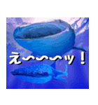 ジンベイザメ大好き！沖縄行きたい！（個別スタンプ：27）