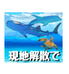 ジンベイザメ大好き！沖縄行きたい！（個別スタンプ：28）