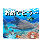 ジンベイザメ大好き！沖縄行きたい！（個別スタンプ：36）