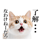 感情が顔に出てしまう猫2（個別スタンプ：2）