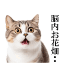 感情が顔に出てしまう猫2（個別スタンプ：5）