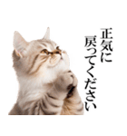 感情が顔に出てしまう猫2（個別スタンプ：18）