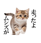 感情が顔に出てしまう猫2（個別スタンプ：21）