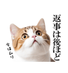 感情が顔に出てしまう猫2（個別スタンプ：25）