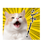 感情が顔に出てしまう猫2（個別スタンプ：30）
