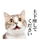 感情が顔に出てしまう猫2（個別スタンプ：31）
