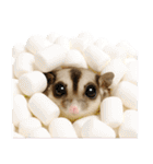 フクロモモンガの天真爛漫（個別スタンプ：2）