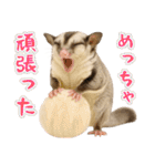 フクロモモンガの天真爛漫（個別スタンプ：5）