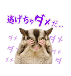 フクロモモンガの天真爛漫（個別スタンプ：8）