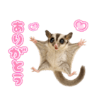 フクロモモンガの天真爛漫（個別スタンプ：9）