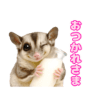 フクロモモンガの天真爛漫（個別スタンプ：10）