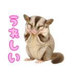 フクロモモンガの天真爛漫（個別スタンプ：11）