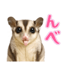 フクロモモンガの天真爛漫（個別スタンプ：13）