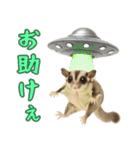 フクロモモンガの天真爛漫（個別スタンプ：15）