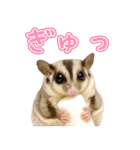 フクロモモンガの天真爛漫（個別スタンプ：21）