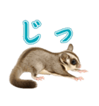 フクロモモンガの天真爛漫（個別スタンプ：23）
