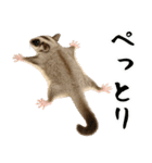 フクロモモンガの天真爛漫（個別スタンプ：24）