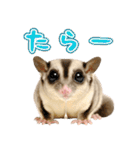 フクロモモンガの天真爛漫（個別スタンプ：29）