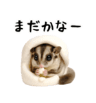 フクロモモンガの天真爛漫（個別スタンプ：30）