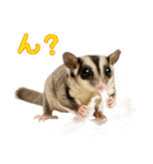 フクロモモンガの天真爛漫（個別スタンプ：31）
