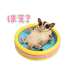 フクロモモンガの天真爛漫（個別スタンプ：34）
