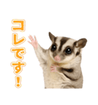フクロモモンガの天真爛漫（個別スタンプ：35）