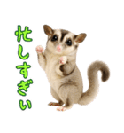 フクロモモンガの天真爛漫（個別スタンプ：36）