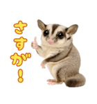 フクロモモンガの天真爛漫（個別スタンプ：37）