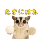 フクロモモンガの天真爛漫（個別スタンプ：40）